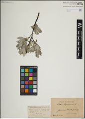 Foto von Salix lapponum L.